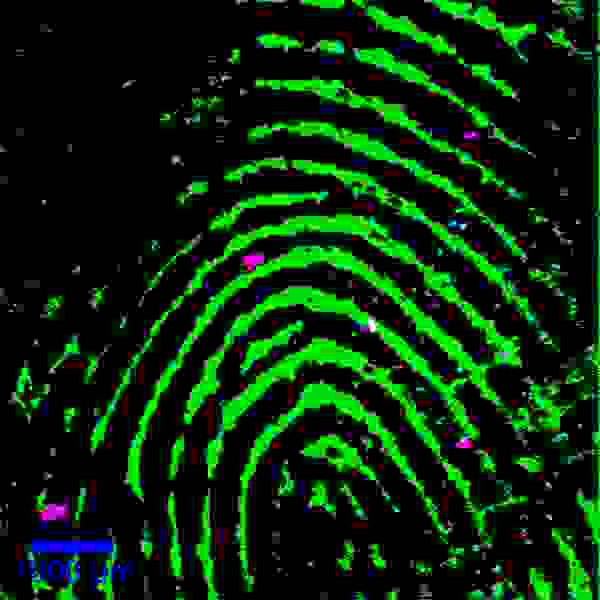 Confocal large-area Raman image of a human fingerprint